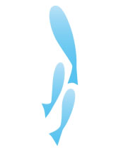 魚、川